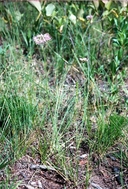 Allium stellatum