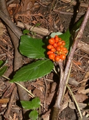 Arisaema triphyllum ssp. triphyllum