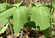 Cardamine diphylla