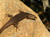 Red-sided Skink