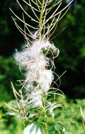Chamerion angustifolium ssp. angustifolium