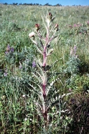 Cirsium drummondii