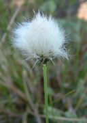 Eriophorum vaginatum L. linaigrette à large gaine [Tussock cottongrass]