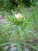 Euthamia graminifolia var. graminifolia