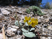 Viola charlestonensis
