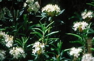 Ledum groenlandicum