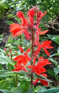 Lobelia cardinalis L. lobélie cardinale [Cardinalflower]