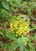 Berberis aquifolium