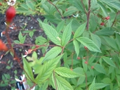 Porteranthus trifoliatus