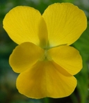 Viola coronata