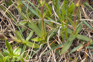 Gentiana verna ssp. tergestina