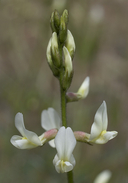 Astragalus congdonii