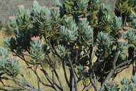 Protea roupelliae