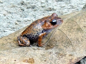 Hainan Pseudomoustache Toad