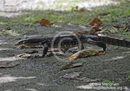 Varanus salvator macromaculatus