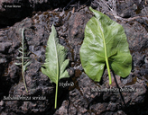 Balsamorhiza sericea x deltoidea
