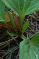 Trillium petiolatum