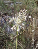 Allium tenuiflorum