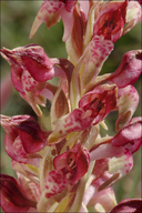 Orchis coriophora ssp. fragrans