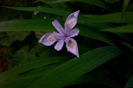 Iris tenuis