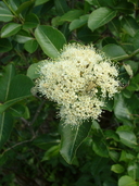 Photinia melanocarpa