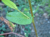 Persicaria sagittata (L.) H. Gross (=Polygonum sagittatum L.) renouée sagittée [Arrow-leaved smartweed]