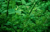 Rubus discolor