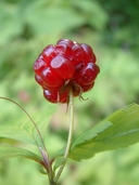 Rubus pubescens Raf. ronce pubescente [Dwarf raspberry]