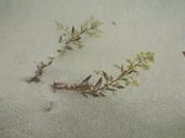 Rorippa palustris ssp. fernaldiana