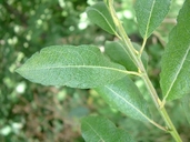 Salix bebbiana Sarg. saule de Bebb [Beaked willow]