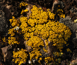 Sagebrush Goldspeck Lichen