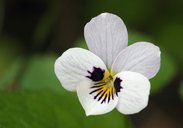 Viola ocellata