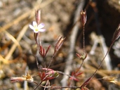 Leptosiphon pygmaeus ssp. pygmaeus