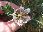 Astragalus cibarius