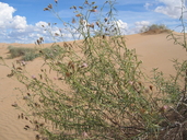 Palafoxia arida var. gigantea