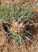 Grama Grass Cactus