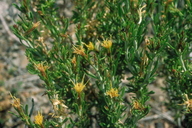 Ericameria parryi var. monocephala