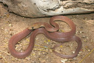 Baja California Rat Snake