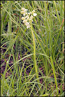 Orchis morio var. alba