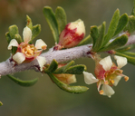 Prunus fasciculata var. fasciculata