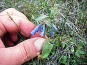 Leafy Bluebells