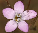 Gilia aliquanta ssp. breviloba