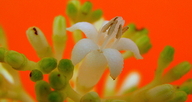 Psychotria mapourioides