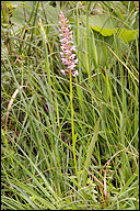 Gymnadenia conopsea ssp. conopsea