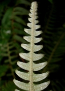 Polypodium pyrrholepis