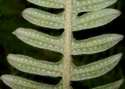 Polypodium pyrrholepis