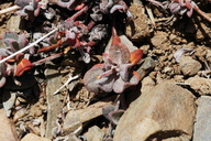 Eriogonum umbellatum var. versicolor