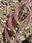 Astragalus layneae