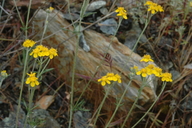 Eriophyllum confertiflorum var. tanacetiflorum