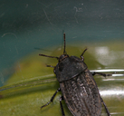 Prairie Carrion Beetle